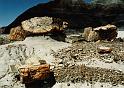 M005  Petrified Forest